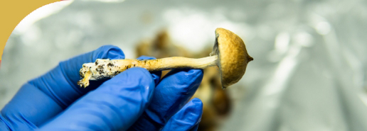 Psilocybin Mushroom