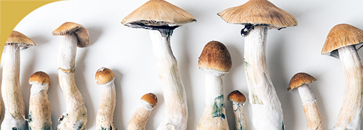 Psilocybin Mushrooms